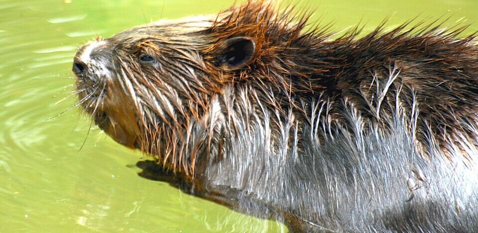 A rabid beaver attacked swimmers at a New Jersey lake. An 8-year-old is in the hospital. Witnesses say it just kept coming.