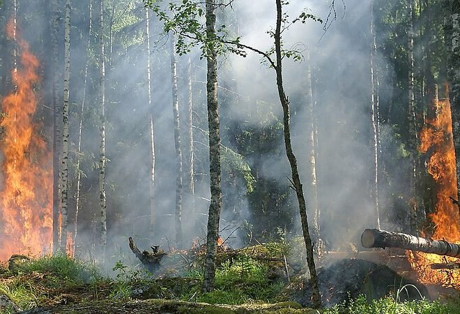 Europe Is Burning and Decades of Bureaucratic Land Mismanagement Are Feeding the Flames